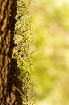 Close view of a bunch of Opiliones spiders on a tree.