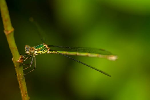 Close up view of the beautiful  Southern Emerald Damselfly (Lestes barbarus) insect.