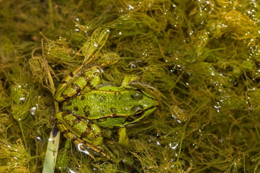 Close up view of the Edible Frog (Pelophylax esculentus) on a puddle.