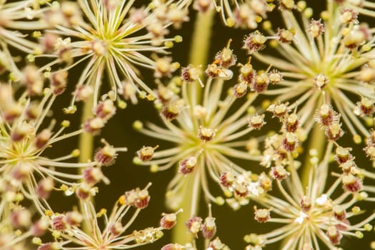Close up view of the beautiful Wild Carrot (Daucus carota) flower.