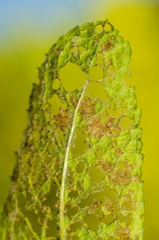 Close up view of a leaf chewed by caterpillars.