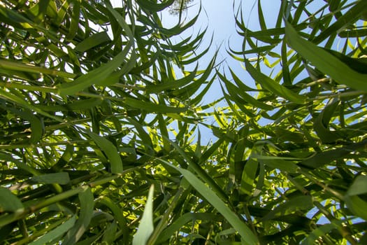 Upward view of a busy Giant Cane (Arundo donax) plants next the a stream of water.