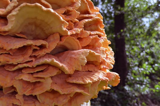 Magnificent tree mushroom