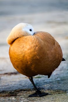 Close view of a Ruddy Shelduck (Tadorna ferruginea) on a park.