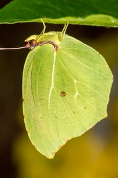 Close up view of the beautiful Gonepteryx cleopatra  butterfly insect.