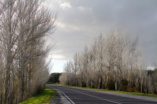 View of an asphalt road with tall leafless trees on the side.