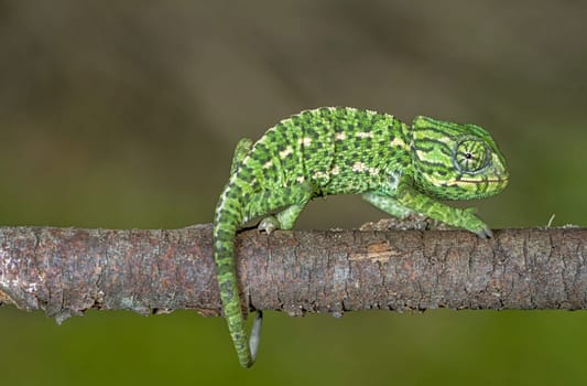 Close up view of a baby Mediterranean Chameleon on a branch.