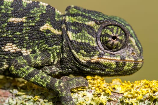 Close up view of a baby Mediterranean Chameleon on a branch.