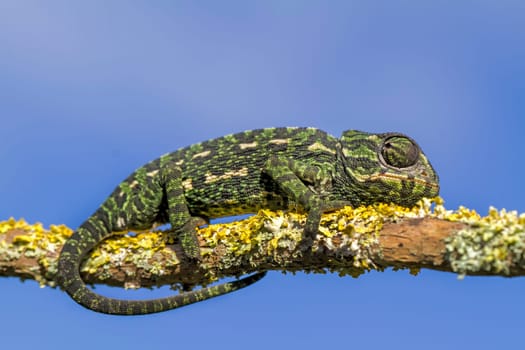 Close up view of a baby Mediterranean Chameleon on a branch.