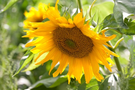 Sunflower close-up