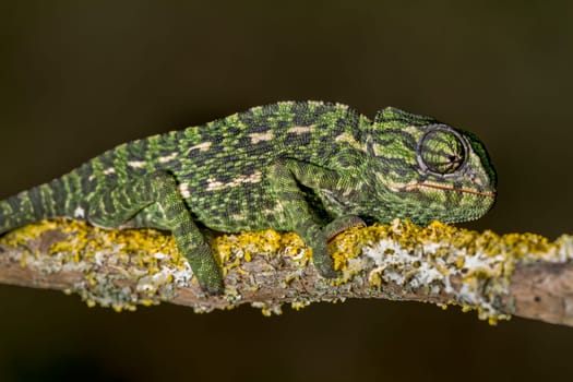 Close up view of a baby Mediterranean Chameleon on a branch.
