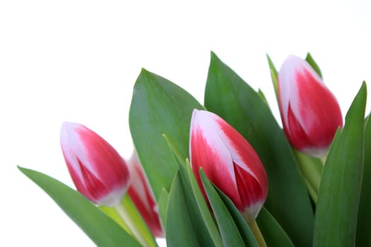 exempted tulips