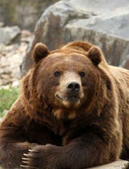 Brown bear