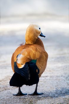 Close view of a Ruddy Shelduck (Tadorna ferruginea) on a park.