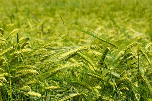 Grain field