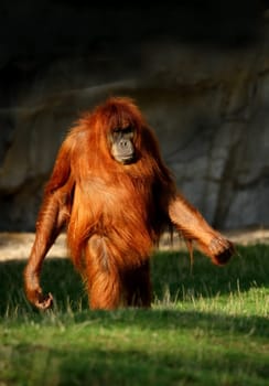 Orangutan