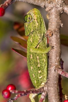 Close up view of a baby Mediterranean Chameleon on a branch.