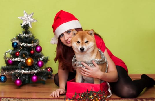 beautiful puppy with christmas decorations