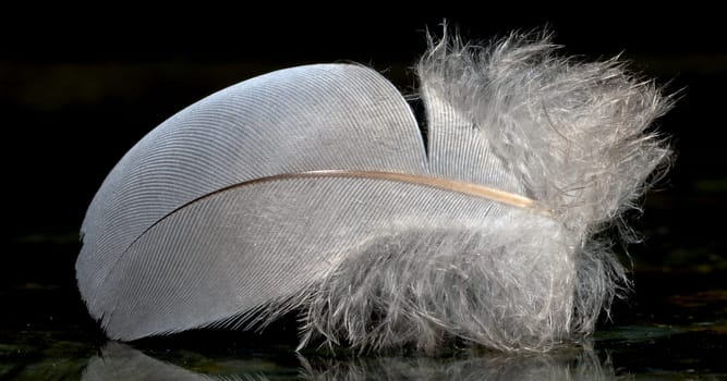Feathers