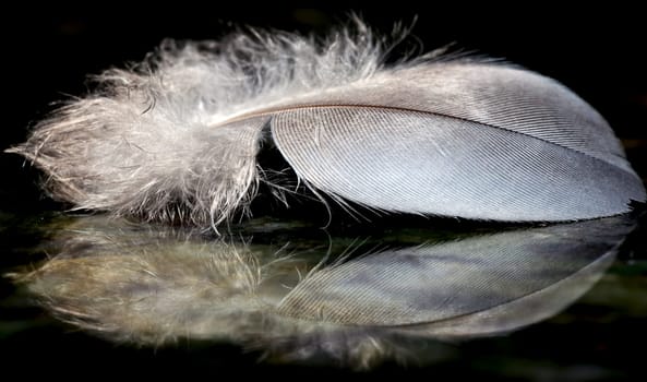 Feathers