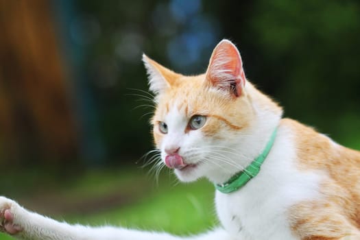 Beautiful white - red cat washes himself in the green grass