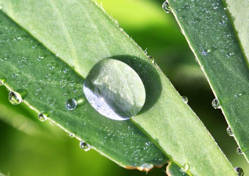 The round transparent drop of water on a green leaf