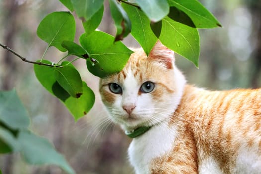 Beautiful white - red cat is in the green leaves