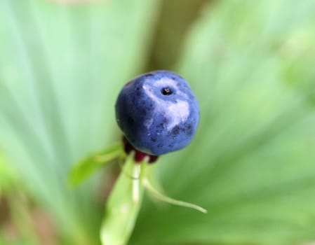 Big blue poisonous wolf berry