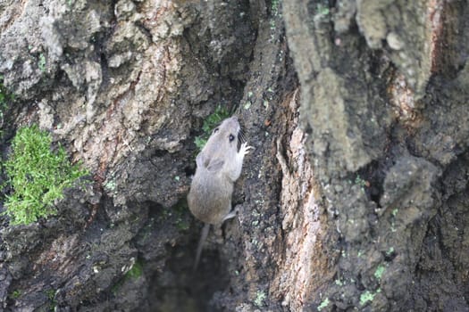 Gray wood mouse on a tree in the forest.
