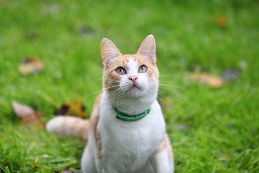 Beautiful white - cat playing in the green grass