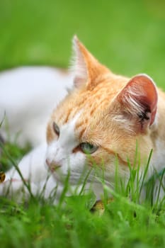Beautiful white - red cat dreams of green grass