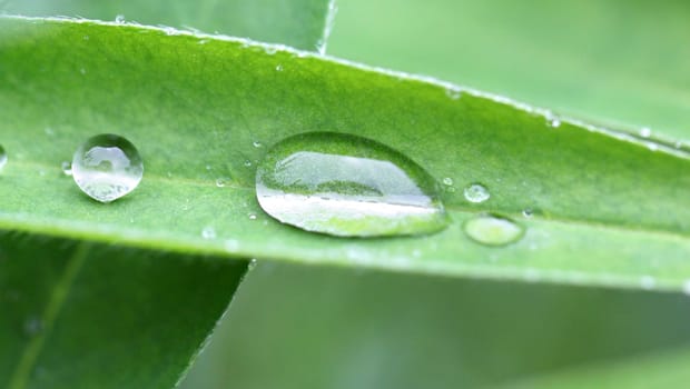 Oval Transparent drop of water on a green leaf