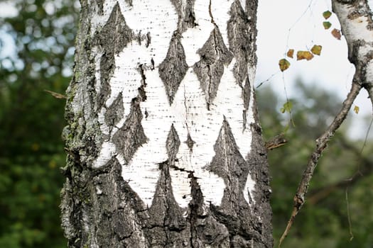 Black and white trunk of a birch tree