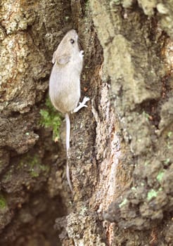 Gray wood mouse on a tree in the forest.