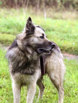 Dog standing on a green grass