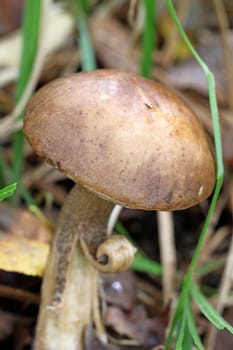 Boletus mushroom in the forest