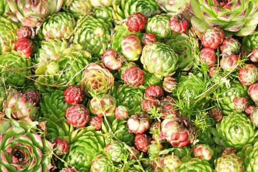 Plants on the alpine hill