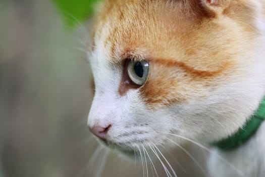 Portrait of beautiful red-haired white cat