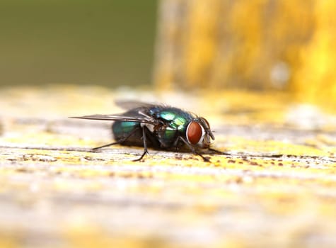 Green fly with big red eyes