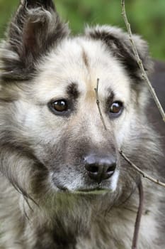 Portrait of a dog