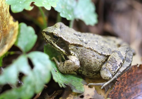 Green frog sitting on the ground among green leaves