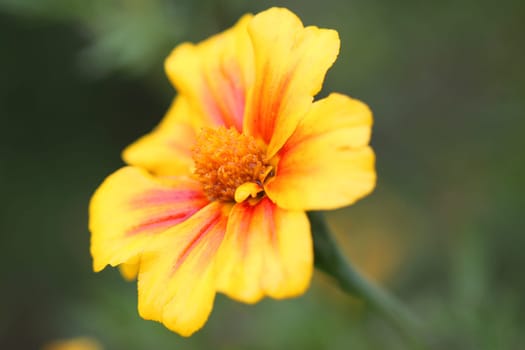 Beautiful yellow flower on a green background