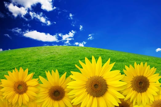 sunflower on background sky with grass field