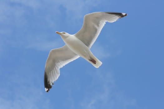 Close-up of a flying herring gull with blue sky in the background
