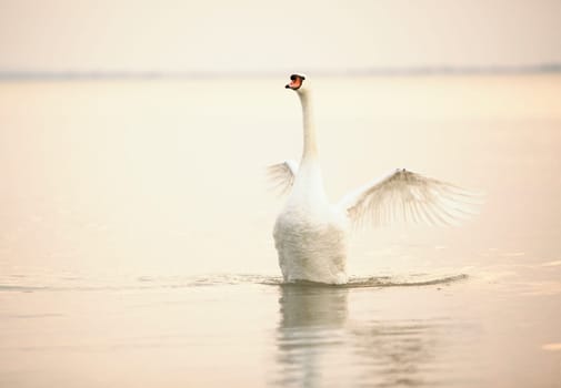 Beautiful white swans floating
