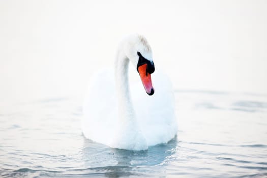 Beautiful white swans floating