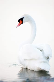 Beautiful white swans floating