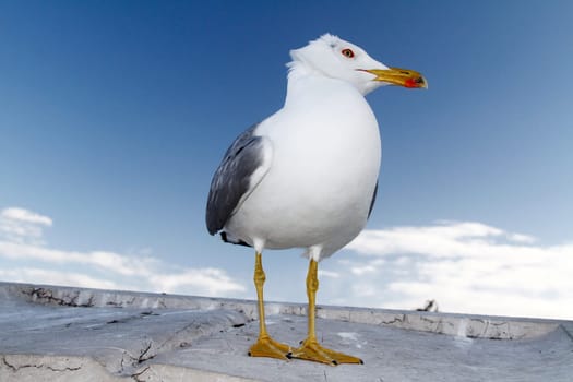 Close up view of a seagull bird in the city of Rome.