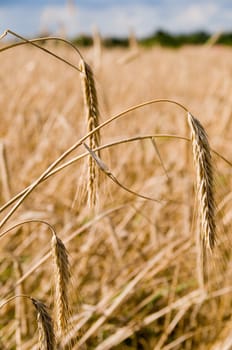 Close-up of a ripe rye field with a blurred background in daylight in Brandenburg / Germany