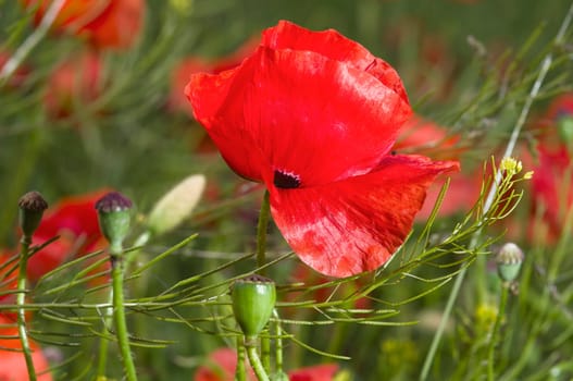 Close-up of a poppy flower against a blurred green background